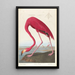 American Flamingo Painting - John James Audubon — framed artwork on a wall