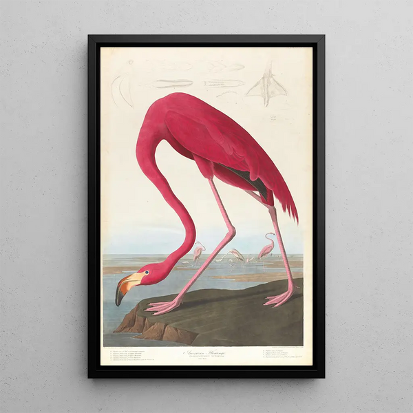 American Flamingo Painting - John James Audubon — framed artwork on a wall