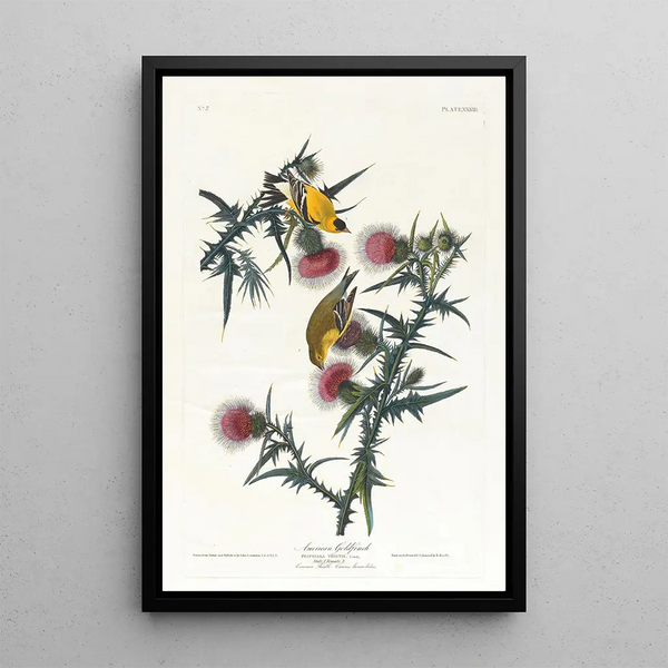 American Goldfinch - John James Audubon — framed artwork on a wall