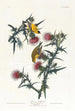 American Goldfinch - John James Audubon — artwork view