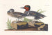 American teal painting - John James Audubon — artwork view