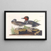 American teal painting - John James Audubon — framed artwork on a wall