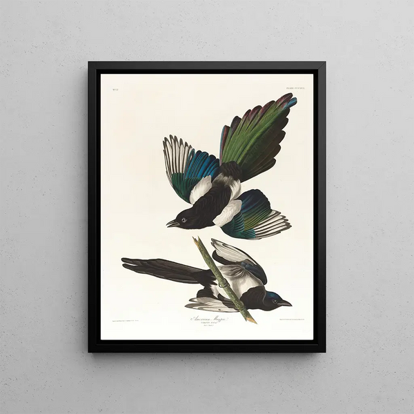 Pie d'Amérique - John James Audubon — framed artwork on a wall