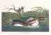 American Hooded Grebe Painting - John James Audubon — artwork view