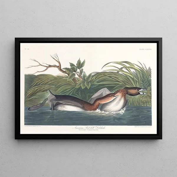American Hooded Grebe Painting - John James Audubon — framed artwork on a wall