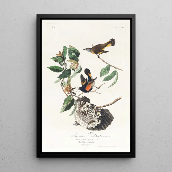 Paruline flamboyante d'Amérique - John James Audubon — framed artwork on a wall