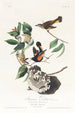 Paruline flamboyante d'Amérique - John James Audubon — artwork view