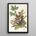 Merle d'Amérique - John James Audubon — framed artwork on a wall
