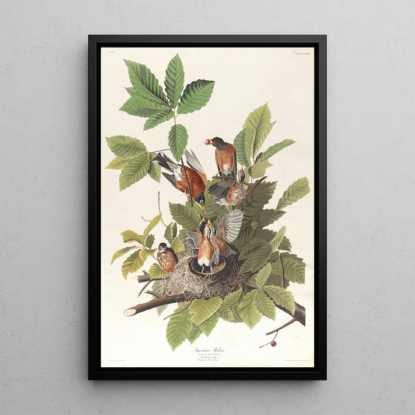 Merle d'Amérique - John James Audubon — framed artwork on a wall