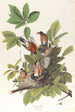 Merle d'Amérique - John James Audubon — artwork view