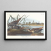 American Bécassine Painting - John James Audubon — framed artwork on a wall