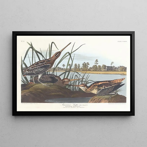American Bécassine Painting - John James Audubon — framed artwork on a wall