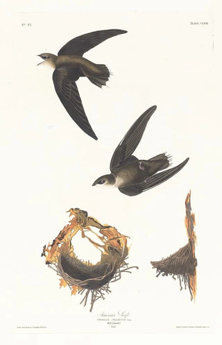 Martinet d'Amérique - John James Audubon — artwork view