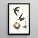 Martinet d'Amérique - John James Audubon — framed artwork on a wall
