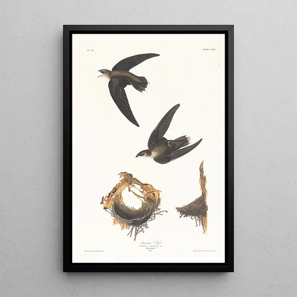 Martinet d'Amérique - John James Audubon — framed artwork on a wall