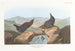 American Dipper Painting - John James Audubon — artwork view