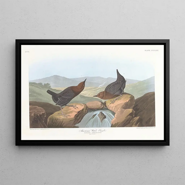 American Dipper Painting - John James Audubon — framed artwork on a wall