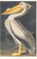 American White Pelican - John James Audubon — artwork view