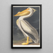 American White Pelican - John James Audubon — framed artwork on a wall