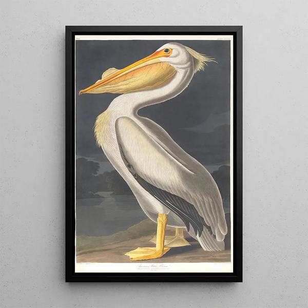 American White Pelican - John James Audubon — framed artwork on a wall