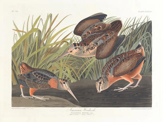 American Woodcock - John James Audubon — artwork view