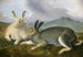 Arctic Hare - John James Audubon — artwork view