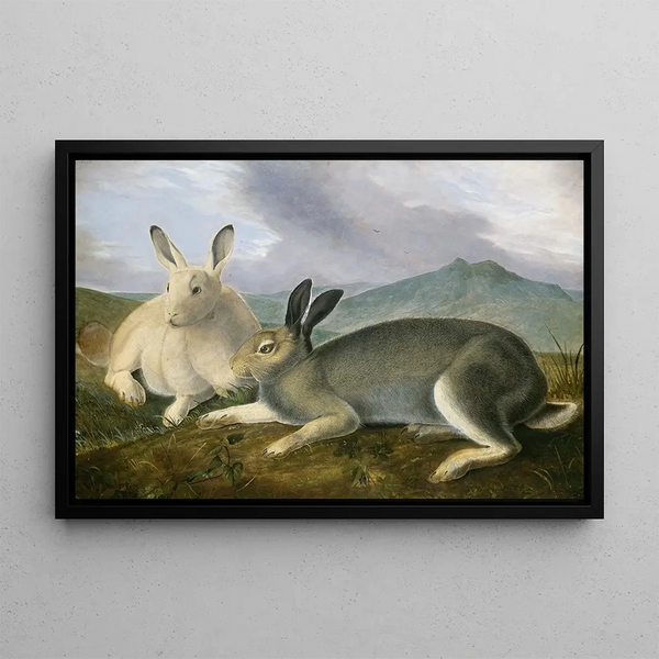 Arctic Hare - John James Audubon — framed artwork on a wall
