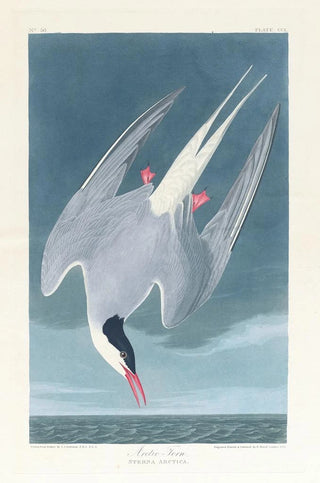 Arctic Star Painting - John James Audubon — artwork view