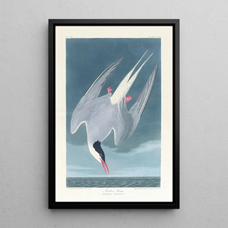 Arctic Star Painting - John James Audubon — framed artwork on a wall
