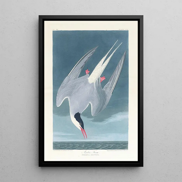 Arctic Star Painting - John James Audubon — framed artwork on a wall