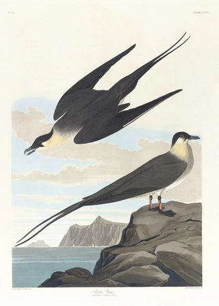 Arctic Labbe Painting - John James Audubon — artwork view