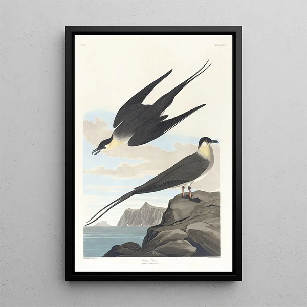 Arctic Labbe Painting - John James Audubon — framed artwork on a wall