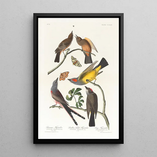 Tyran de l'Arkansas Tyran à queue fourchue - John James Audubon — framed artwork on a wall