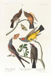 Tyran de l'Arkansas Tyran à queue fourchue - John James Audubon — artwork view