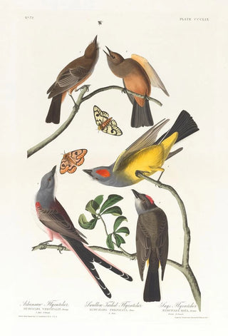 Tyran de l'Arkansas Tyran à queue fourchue - John James Audubon — artwork view