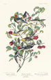 Paruline d'Audubon Paruline solitaire Paruline à gorge grise - John James Audubon — artwork view