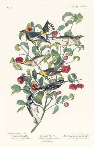 Paruline d'Audubon Paruline solitaire Paruline à gorge grise - John James Audubon — artwork view