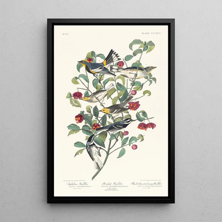 Paruline d'Audubon Paruline solitaire Paruline à gorge grise - John James Audubon — framed artwork on a wall
