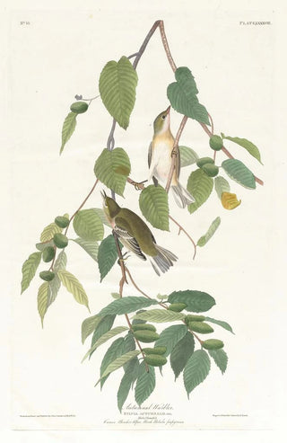 Autumn Warbler Painting - John James Audubon — artwork view