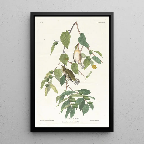 Autumn Warbler Painting - John James Audubon — framed artwork on a wall