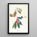 Blue-winged Warbler - John James Audubon — framed artwork on a wall