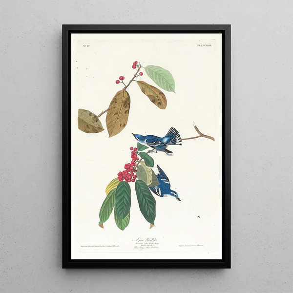 Blue-winged Warbler - John James Audubon — framed artwork on a wall