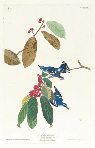 Blue-winged Warbler - John James Audubon — artwork view
