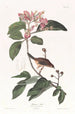 Bruant de Bachman - John James Audubon — artwork view
