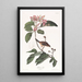 Bruant de Bachman - John James Audubon — framed artwork on a wall