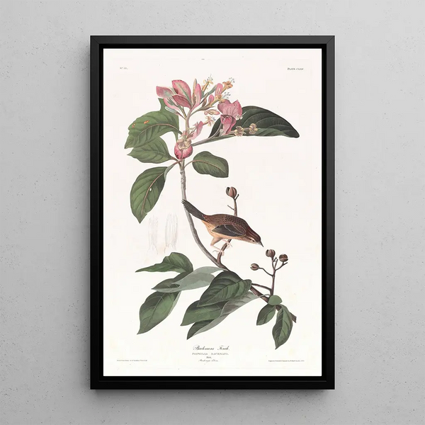 Bruant de Bachman - John James Audubon — framed artwork on a wall
