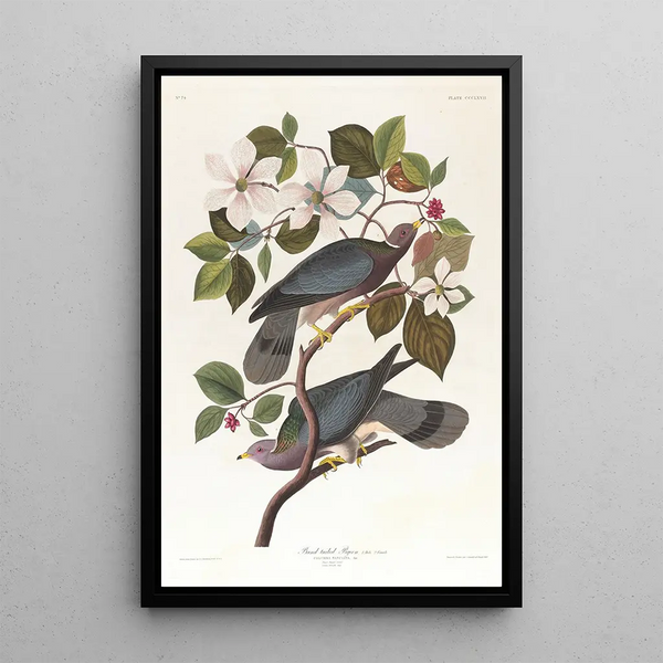 Pigeon à queue barrée - John James Audubon — framed artwork on a wall