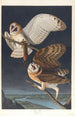 Effraie des clochers - John James Audubon — artwork view