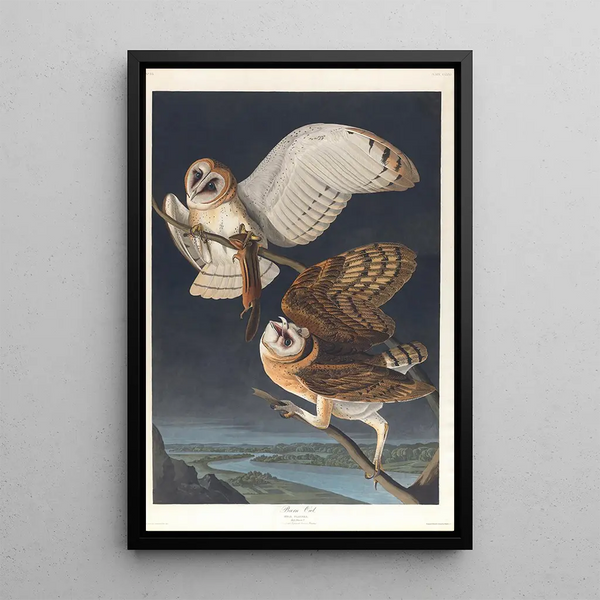 Effraie des clochers - John James Audubon — framed artwork on a wall