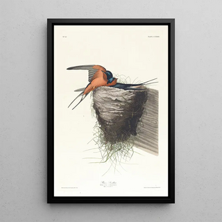Rustic Swallow Painting - John James Audubon — framed artwork on a wall